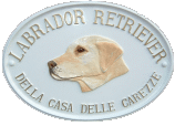 Della Casa Delle Carezze Della Casa Delle Carezze Labrador Retriever Welpen Zucht 